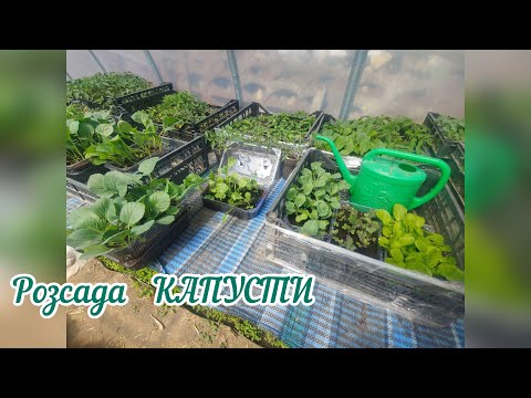 Видео: Моя РОЗСАДА КАПУСТИ / вирощування капусти.