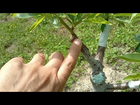 Видео: Сваляне превръзки на присадки