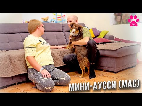 Видео: Вся правда о мини-аусси (МАС)! Купили бы еще? Впечатления о породе после 6 месяцев вместе.