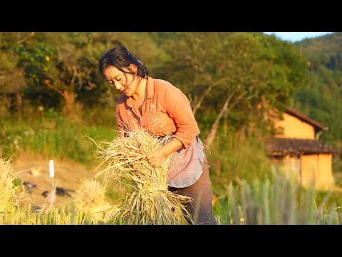 Видео: Сбор риса | Каждое выращивание отражает ценность тяжелого труда, а каждый рис содержит вкус жизни.