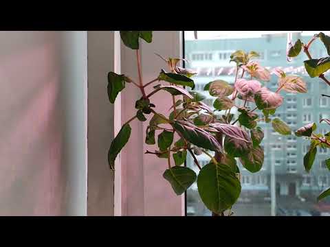 Видео: Цветение фуксии в январе