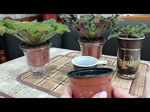 Видео: Для новичков!!! Горшочки для фиалок, какие применять #ЮлияМанькова#цветывдоме #фиалки