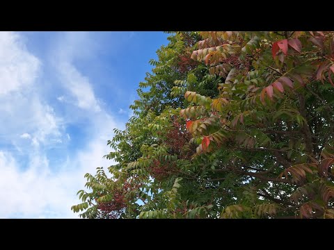 Видео: Утренняя Прогулка - гуляю возле магазина Publix - красота Природы вокруг, наступает Осень и Прохлада