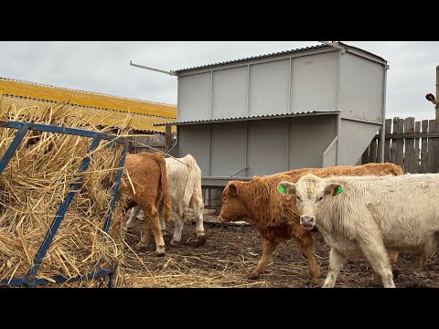 Видео: Бункерная кормушка , покупка , установка