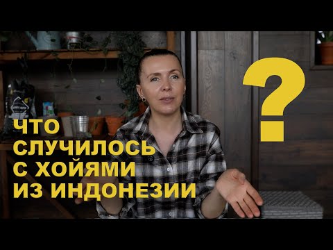 Видео: НЕАДАПТИРОВАННЫЕ хойи | СКОЛЬКО ВЫЖИЛО и кто ПОГИБ в итоге | 