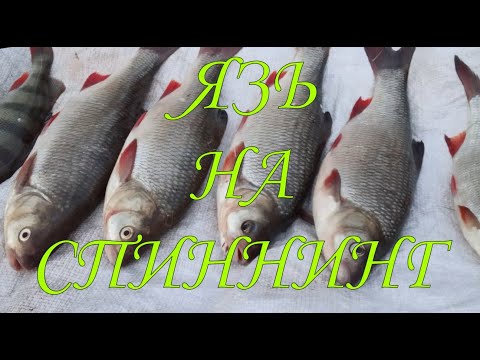 Видео: Ловля Язя на Спиннинг \ Рыбалка с Санычем \ #язь #спиннинг