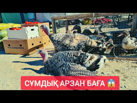 Видео: ҚЫЗЫЛОРДА АҚ ТӨРЕ БАЗАРЫ, ИНДАУТКА, ҚАЗ, ИТ ТАУЫҚ БАҒАЛАРЫ.