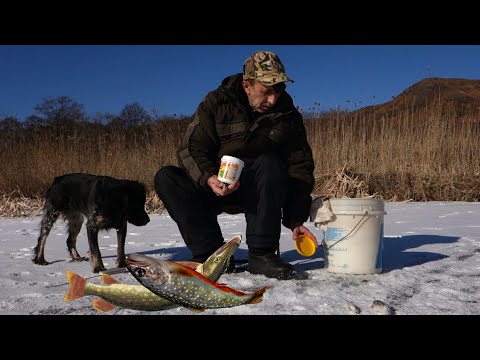 Видео: Зимний Гольян. Рыбалка на реках Приморского края. Зимняя подлёдная рыбалка в Приморье.