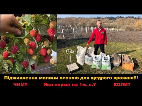 Видео: Коли і Чим підживити малину?  Догляд за РЕМОНТАНТНОЮ малиною