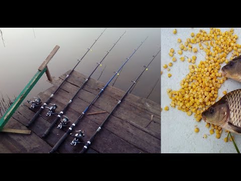 Видео: Как поймать карпа У КАМЫША НА МАКУШАТНИК