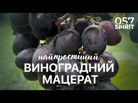 Видео: Найпростіший виноградний мацерат (простіше тільки чай)
