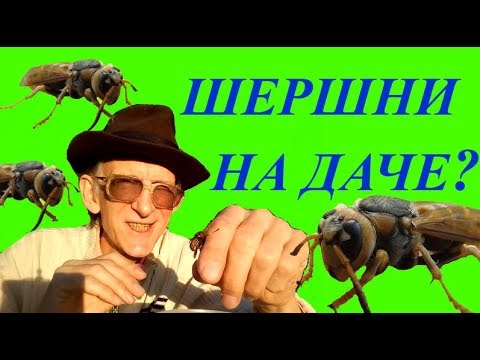 Видео: Шершни на Даче?! Что Делать? Не Трогать или... Советы.