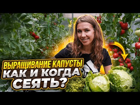 Видео: СЕКРЕТЫ ВЫРАЩИВАНИЯ КРЕПКОЙ РАССАДЫ КАПУСТЫ | Как и когда сеять капусту