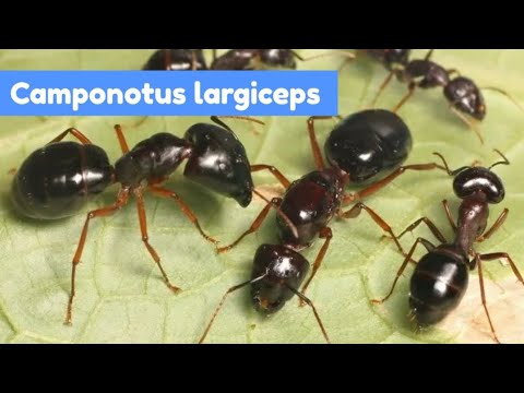 Видео: Camponotus largiceps,открытие новых камер в формикарие.Немного новостей.
