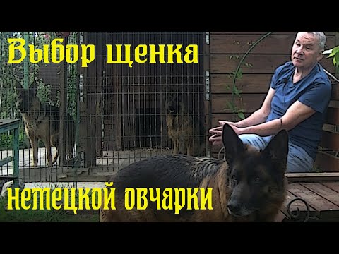 Видео: Выбор щенка немецкой овчарки с Евгением Шайхудиновым