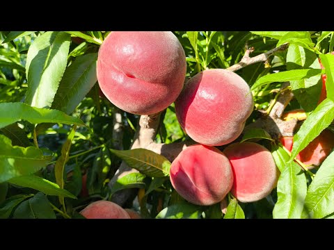 Видео: Персик Екстрім 6. Peach Extreme 6. Один з кращих промислових сортів