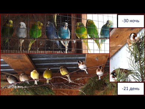 Видео: Птицы в вольере в сильные морозы. (4К)