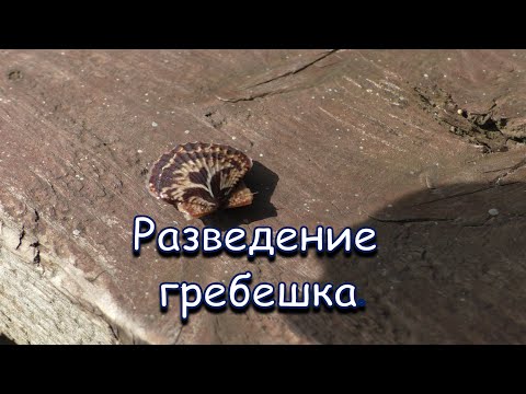 Видео: Разведение гребешка