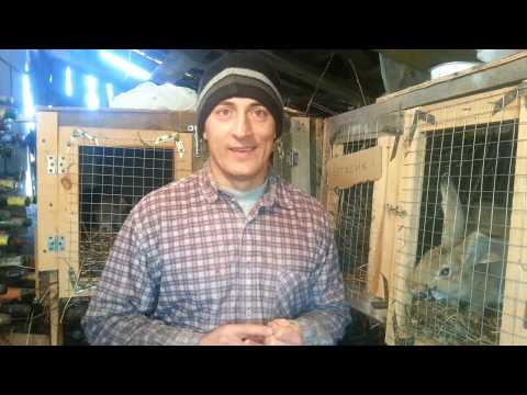 Видео: Кролики. Заведу-ка я одну самочку и 1-2 клетки...