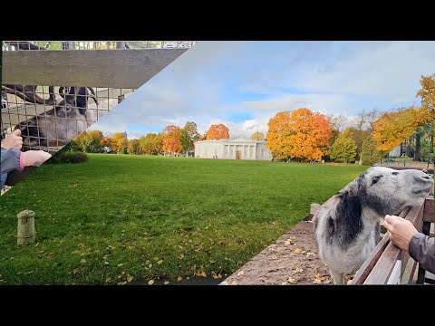 Видео: Прогулка по осеннему парку и зоопарку! Прогулка по осеннему Елагиному острову