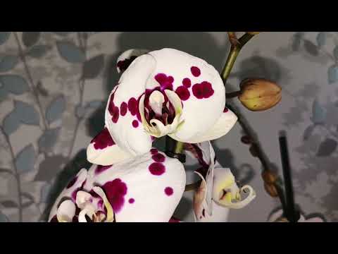 Видео: Покупки орхидей для подписчиков/09.11.25/