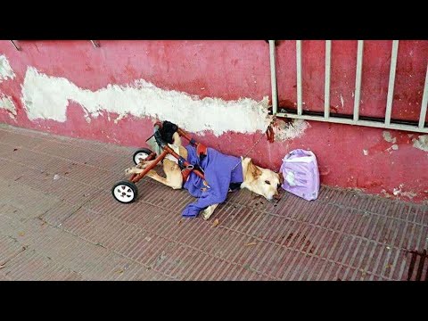 Видео: Она лежала лицом вниз на холодном тротуаре, ее хрупкие ноги были привязаны к сломанной инвалидной