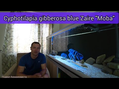 Видео: Обзор нового аквариума+ ПЕРВЫЙ НЕРЕСТ  blue Zaire "Moba"