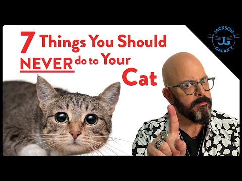 Видео: Семь смертных кошачьих грехов!
