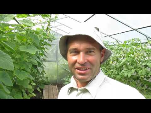 Видео: Что делать с томатами на даче и в теплице, если они кустятся.