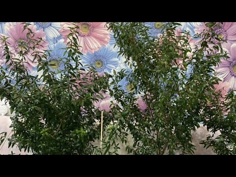 Видео: #Мирт🪴очень сложная обрезка веток, формируя из куста на деревце.