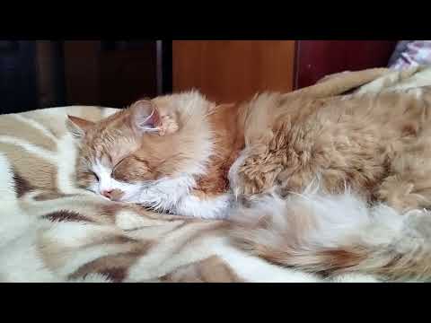 Видео: Не ожидала ТАКОГО после кастрации кота...Жду врача!