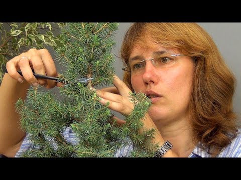 Видео: Бонсай из ели (ч.2).
