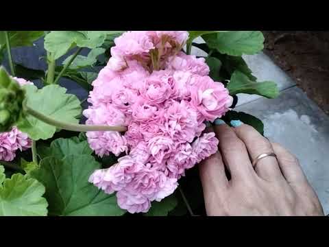 Видео: #143.О Princessan Filippa! Описание сорта.