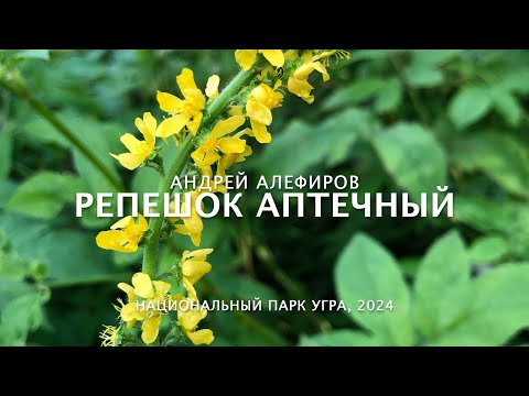 Видео: Репешок аптечный. Алефиров А.Н.