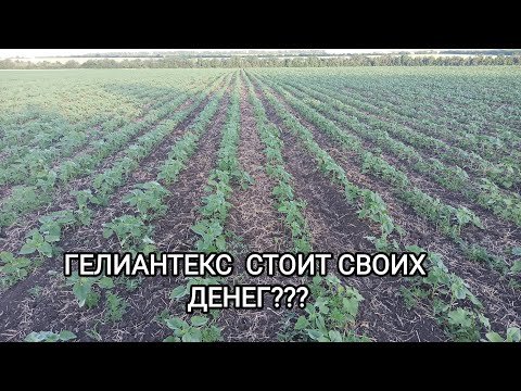 Видео: ГЕЛИАНТЕКС НА СКОЛЬКО ХОРОШИЙ ГЕРБИЦЫД???