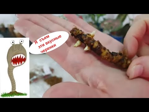 Видео: Стимулятор боковых побегов.Сциариды или Почвенные комарики.Сфагнум мох или фермент.шелуха что лучше.