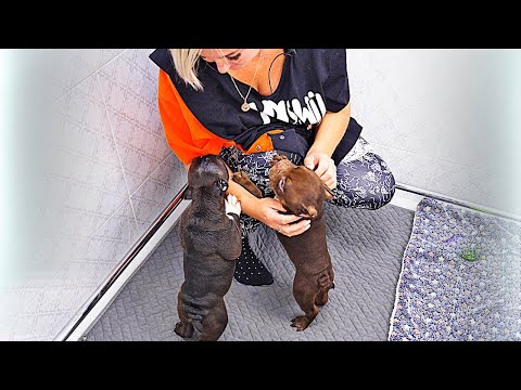 Видео: Щенки, которых не хочется отдавать! Остался один мальчик без мам пап! Где вы?