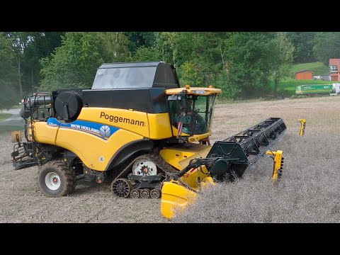 Видео: Уборка рапса 2023 г, в Германии! Комбайн New Holland CR 9080