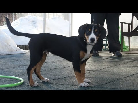 Видео: ДТ - 301. Энтлебухер зенненхунд - особенности развития и воспитания щенка