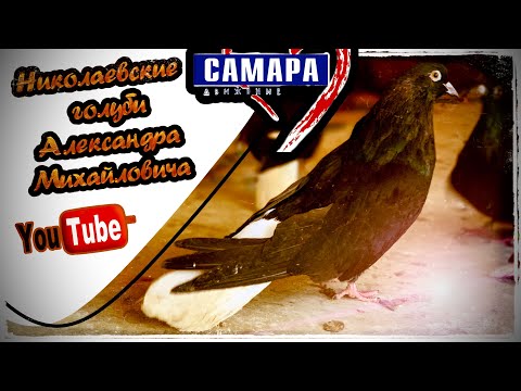 Видео: Николаевские голуби. Обзор красных и чёрных. Тел 8 (927) 263-86-69