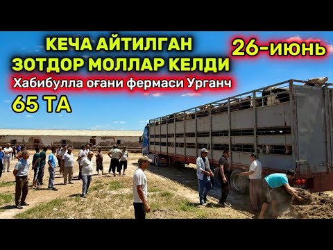 Видео: КЕЧА АЙТИЛГАН ЗОТДОР МОЛЛАР КЕЛДИ Хабибулла оғани фермаси Урганч 26-июня 2025 г.