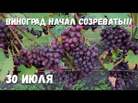Видео: Ультраранние и очень ранние сорта винограда начали окрашиваться!