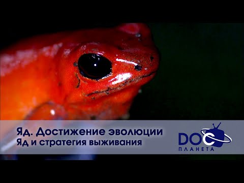 Видео: Яд. Достижение эволюции - Часть 1.Яд и стратегия выживания -  Документальный фильм