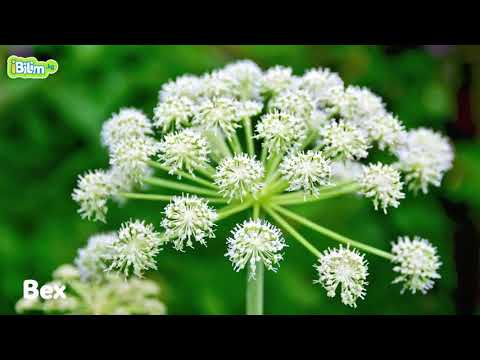 Видео: Уулуу өсүмдүктөр