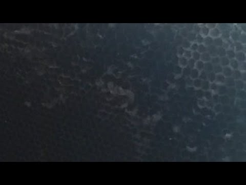 Видео: Хабари мухим барои занбурпарварони навкор....