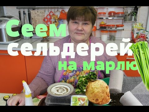 Видео: Сеем сельдерей на марлю.Отличный результат! (21.02.16 г.)