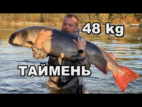 Видео: Таймень 48 кг/Hucho taimen