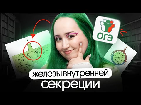 Видео: ВСЁ про ЖЕЛЕЗЫ ВНУТРЕННЕЙ СЕКРЕЦИИ для ОГЭ по биологии 2025