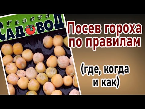 Видео: ПОСЕВ ГОРОХА ПО ПРАВИЛАМ (где, когда и как)