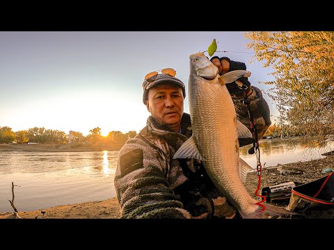 Видео: ВОТ ЭТО УДАРЫ ЖЕРЕХА. Спиннинг в дугу. Река Лепсы, осенью.